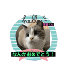 猫ニャンズ777（個別スタンプ：11）