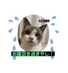 猫ニャンズ777（個別スタンプ：12）