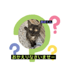 猫ニャンズ777（個別スタンプ：13）