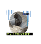 猫ニャンズ777（個別スタンプ：15）