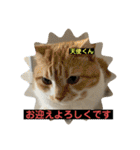 猫ニャンズ777（個別スタンプ：17）