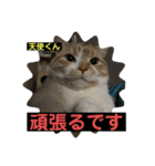 猫ニャンズ777（個別スタンプ：18）