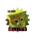 猫ニャンズ777（個別スタンプ：19）