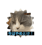 猫ニャンズ777（個別スタンプ：21）