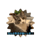 猫ニャンズ777（個別スタンプ：22）