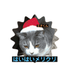 猫ニャンズ777（個別スタンプ：23）