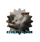猫ニャンズ777（個別スタンプ：24）