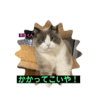 猫ニャンズ777（個別スタンプ：25）