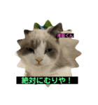 猫ニャンズ777（個別スタンプ：26）