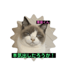 猫ニャンズ777（個別スタンプ：27）