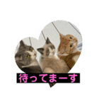 猫ニャンズ777（個別スタンプ：29）