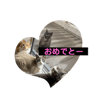 猫ニャンズ777（個別スタンプ：30）