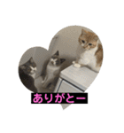 猫ニャンズ777（個別スタンプ：31）