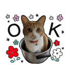 きなちゃんの日常スタンプ（個別スタンプ：1）