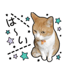 きなちゃんの日常スタンプ（個別スタンプ：2）
