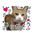 きなちゃんの日常スタンプ（個別スタンプ：3）