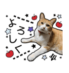 きなちゃんの日常スタンプ（個別スタンプ：4）