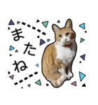 きなちゃんの日常スタンプ（個別スタンプ：5）