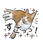 きなちゃんの日常スタンプ（個別スタンプ：8）