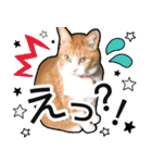 きなちゃんの日常スタンプ（個別スタンプ：9）