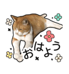 きなちゃんの日常スタンプ（個別スタンプ：11）