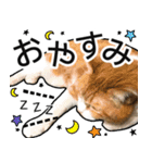きなちゃんの日常スタンプ（個別スタンプ：12）