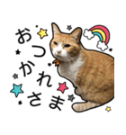 きなちゃんの日常スタンプ（個別スタンプ：13）