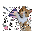 きなちゃんの日常スタンプ（個別スタンプ：16）