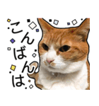 きなちゃんの日常スタンプ（個別スタンプ：18）