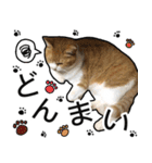 きなちゃんの日常スタンプ（個別スタンプ：21）