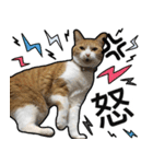 きなちゃんの日常スタンプ（個別スタンプ：23）