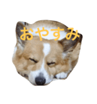 アニーさんのこころ（個別スタンプ：3）