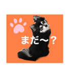 チワワのチー君(ブラックタン＆ホワイト)（個別スタンプ：1）