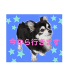 チワワのチー君(ブラックタン＆ホワイト)（個別スタンプ：4）