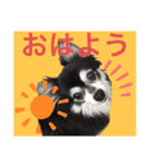 チワワのチー君(ブラックタン＆ホワイト)（個別スタンプ：5）