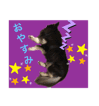 チワワのチー君(ブラックタン＆ホワイト)（個別スタンプ：6）