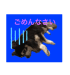 チワワのチー君(ブラックタン＆ホワイト)（個別スタンプ：8）