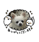 癒しのラグ（個別スタンプ：4）