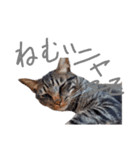 家のロク（個別スタンプ：4）