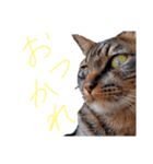 家のロク（個別スタンプ：7）