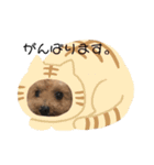 愛しのジョー君（個別スタンプ：16）