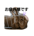 うさちゃんの毎日スタンプ②（個別スタンプ：5）