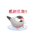 虚弱文鳥ー虚弱さんのための文鳥スタンプー（個別スタンプ：4）