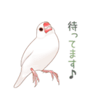 虚弱文鳥ー虚弱さんのための文鳥スタンプー（個別スタンプ：12）