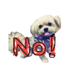 ミックス犬（ヨーチワ）（個別スタンプ：1）