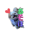 ミックス犬（ヨーチワ）（個別スタンプ：2）
