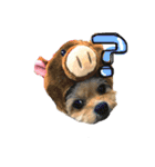ミックス犬（ヨーチワ）（個別スタンプ：4）