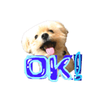 ミックス犬（ヨーチワ）（個別スタンプ：5）