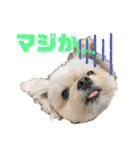 ミックス犬（ヨーチワ）（個別スタンプ：7）