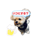 ミックス犬（ヨーチワ）（個別スタンプ：8）